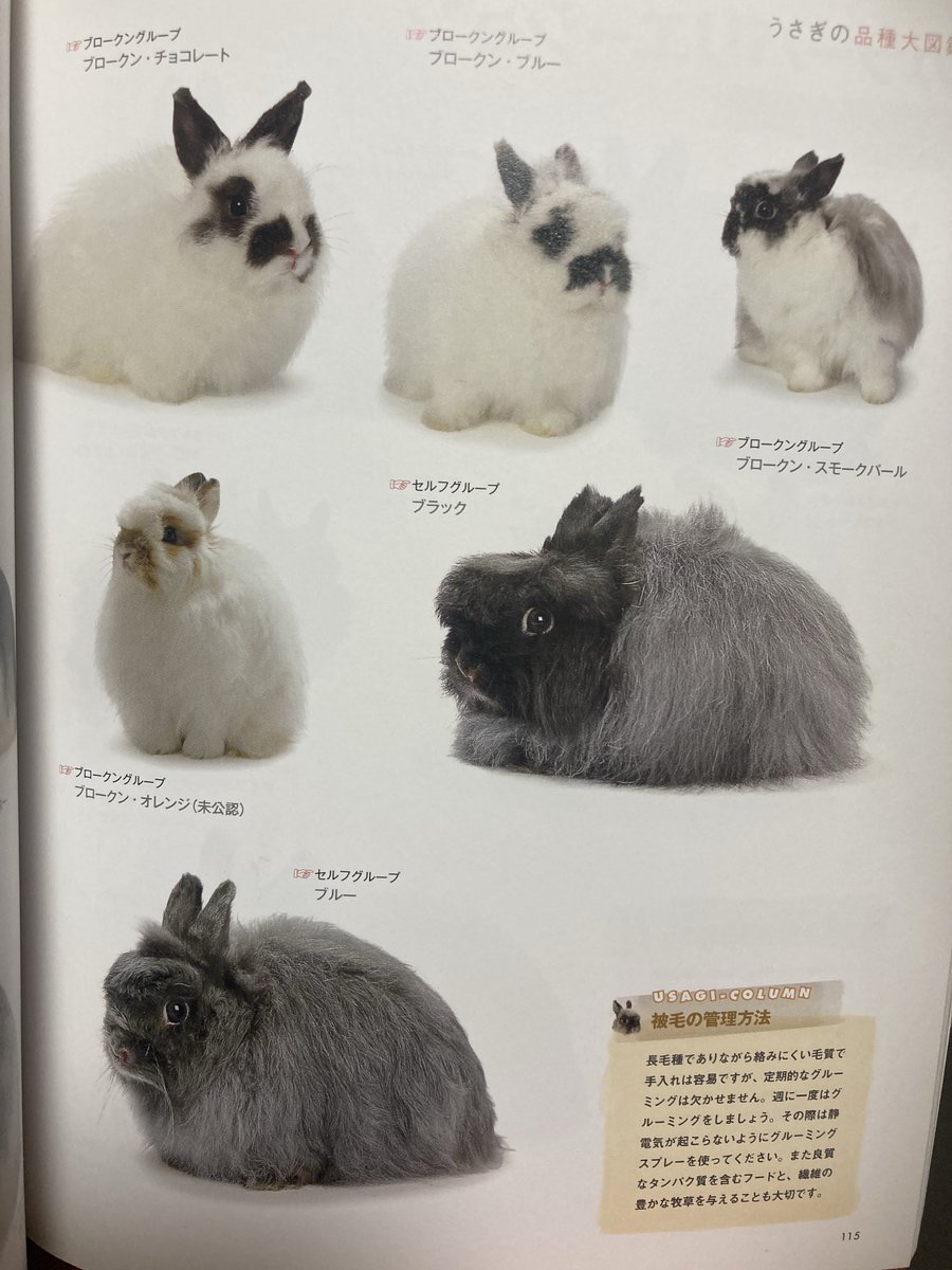 dekkaiusagi's tweet photo. めっちゃおでこ撫でられてる子がおるよね🐰 https://t.co/ShNVyCMS13