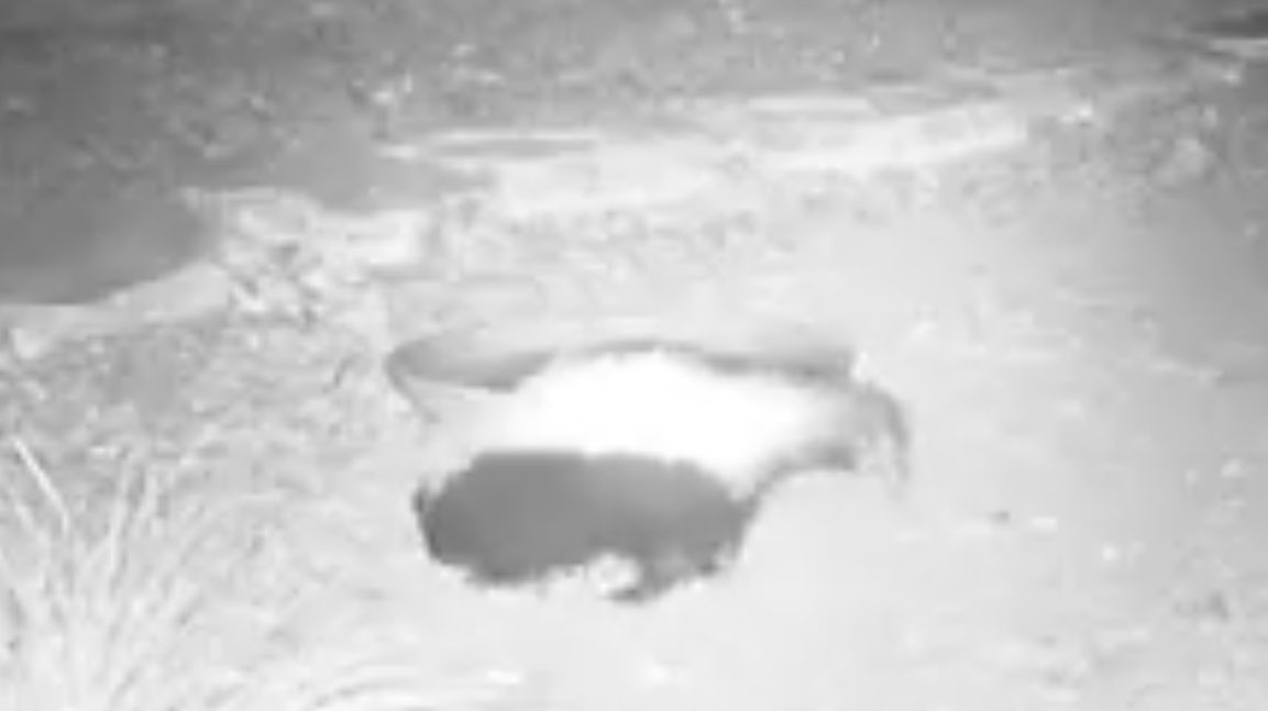 BryanDMcNally's tweet image. Did you know that skunks help control pests and rodents and at the same time help pollinate while feeding on insects?
They also are scavengers and will feed on dead animals as well cleaning up the environment!