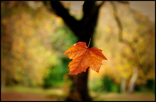Peter_Nimitz's tweet image. Falling Leaf 3: Canadian Constitutional History leaffall.substack.com/p/canadian-con…