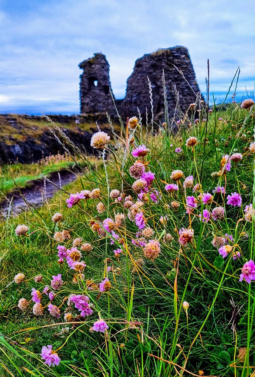 sscanlon07's tweet image. Rainy early morning colours can sometimes be nice #rain #flowers #Wicklow #Ireland