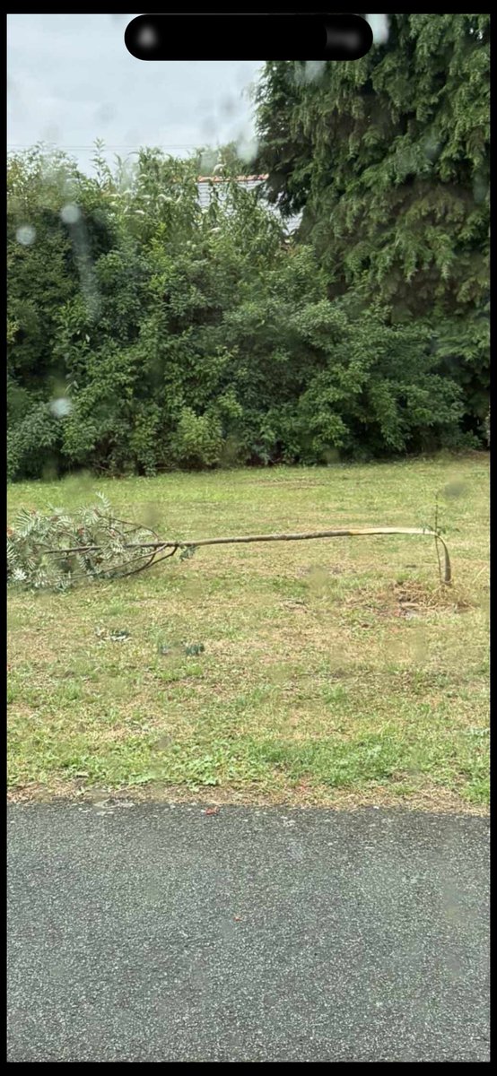 Has anyone got any information on who pulled this young tree down on Chapel st in ponciau over the weekend 😡😡😡😡