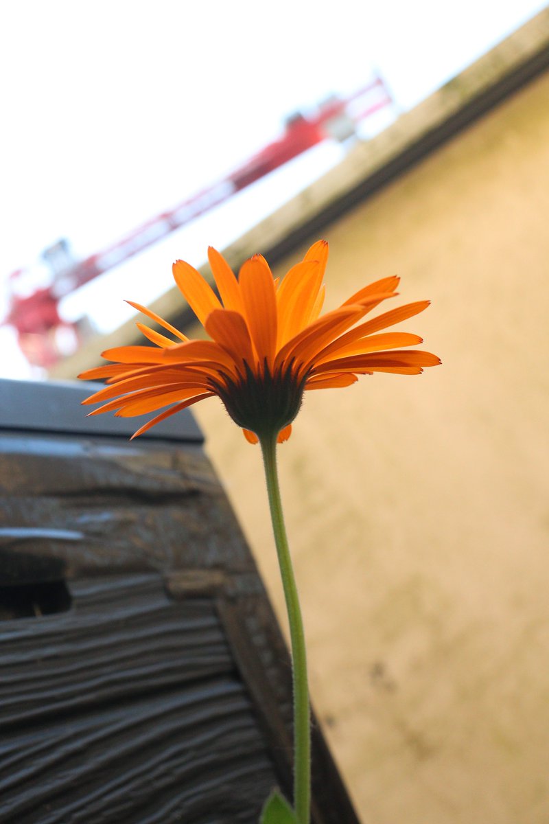 JefKPhotography's tweet photo. An orange flower, on a balcony.
#flower #flowers #flowerphotography #flowerphotos #flowerphoto #flowerpicture #flowerpictures #orangeflower #picture #pictures #photo #photos #photograph #photography https://t.co/423sMAuq8B