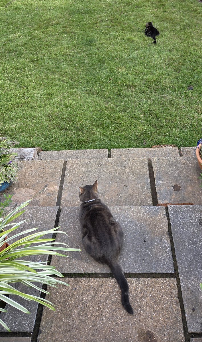 JessFudge20's tweet image. Two 🍞🍞 with tails this #KittyLoafMonday 😸😸🐾🐾❤️❤️ #Peanut #Betty #CatsOfTwitter