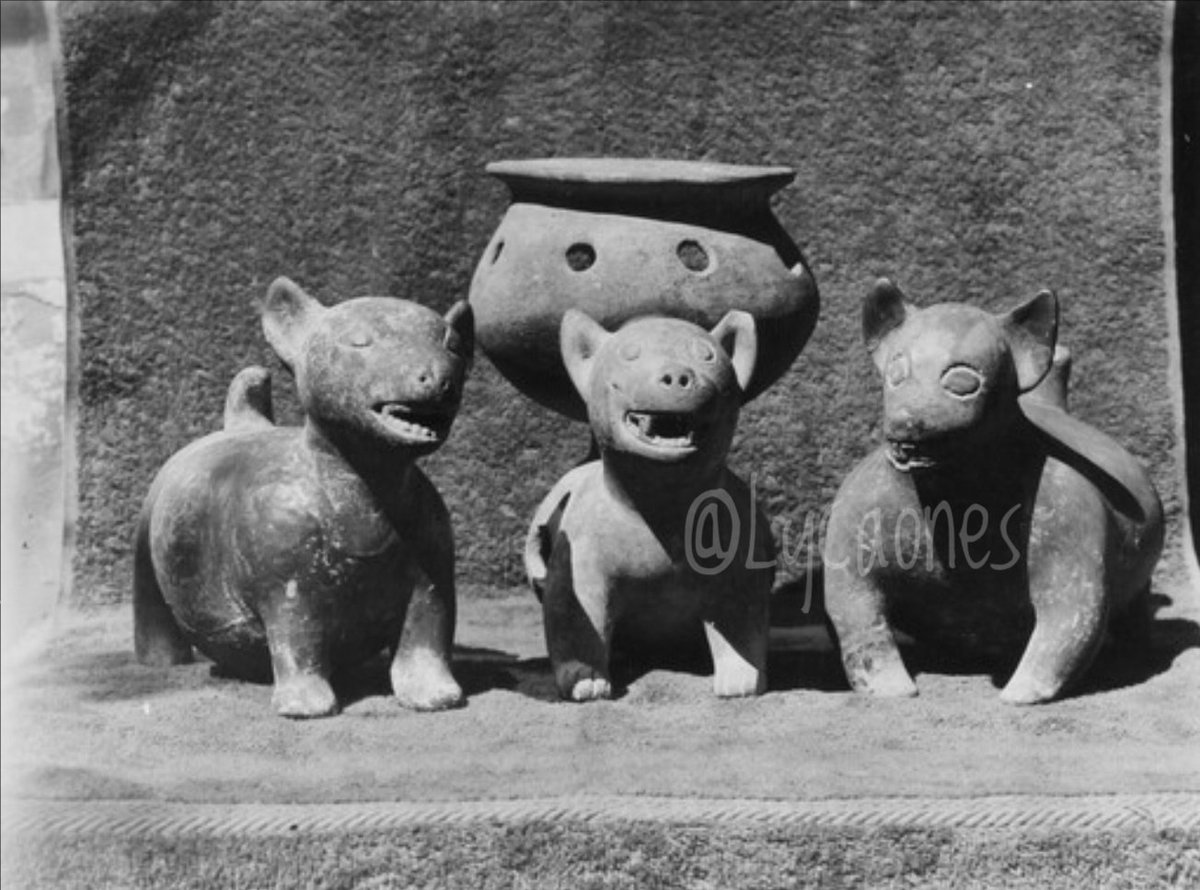 Figuras de perros sin pelo, excavada en Colima; representaba compañía para los muertos, calor durante las noches frías y sustento. Fotografía de Niels Halbertsma, 1965. #DiaDelPerro