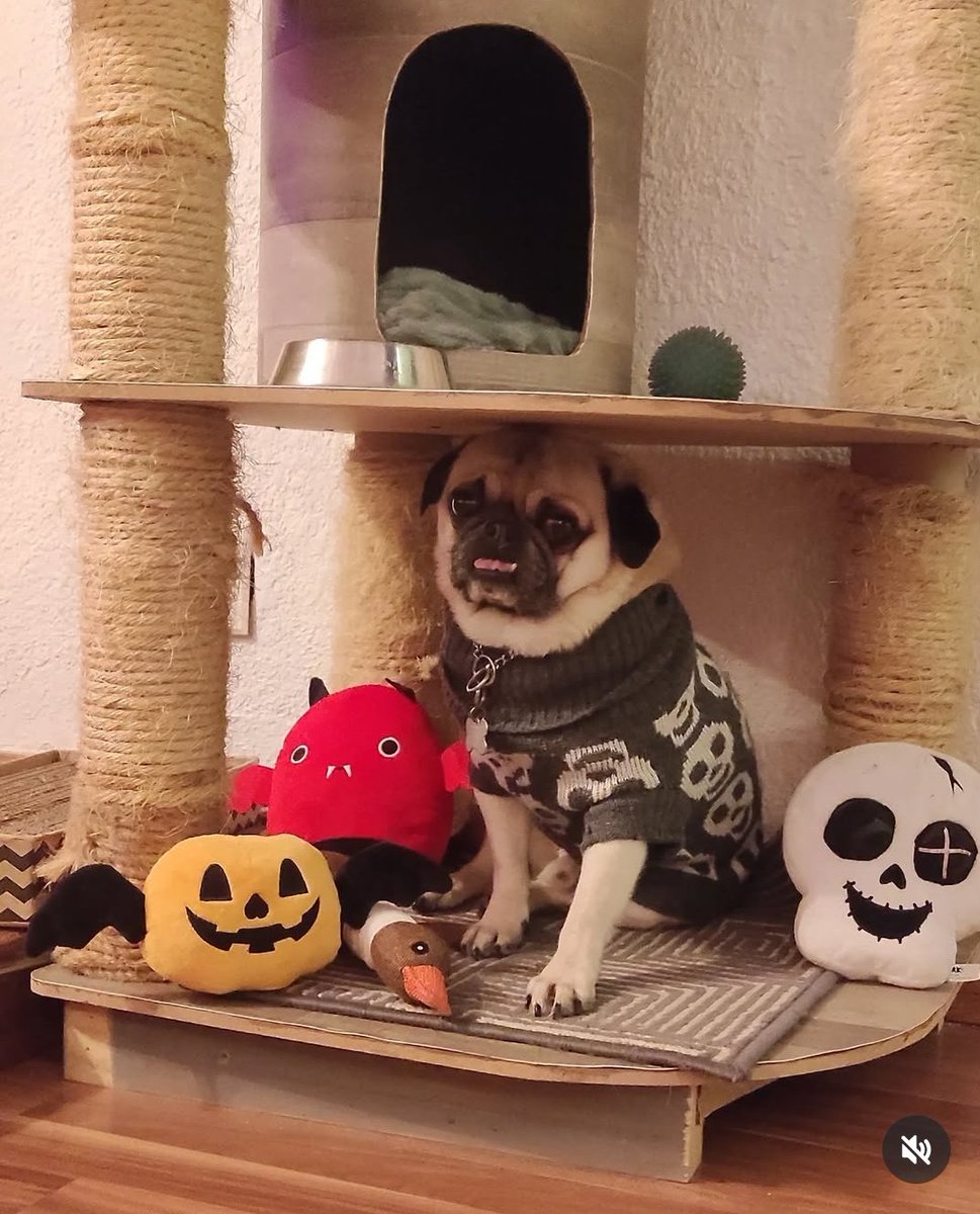 claudiacedillo5's tweet photo. @marthadebayle #diadelperromd Canelo ,Nanche ,Ozzy y Mateo (gato) quieren participar 💕🐶🤗  mis felicidades y compañeros d vida, los amo 🥰 https://t.co/Ghzi8AoBcy