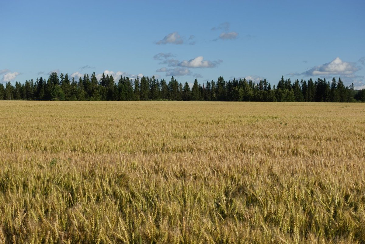 GrainFarmers's tweet image. GFO attended the Temiskaming Crop Coalition Twilight Crop Tour last week! 🚜 It was a great evening of knowledge-sharing, including a strip till corn trial, soybean variety trial, and winter wheat trial. A big thank you to all who made it possible!