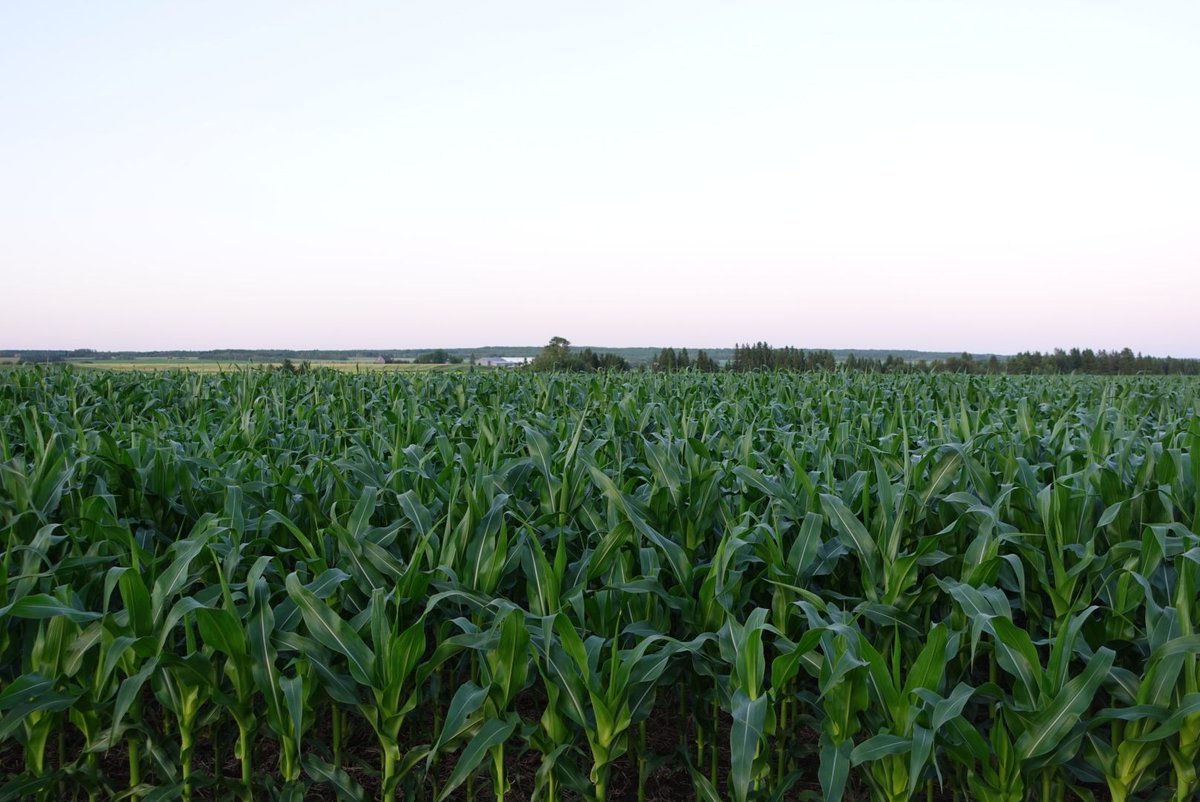 GrainFarmers's tweet image. GFO attended the Temiskaming Crop Coalition Twilight Crop Tour last week! 🚜 It was a great evening of knowledge-sharing, including a strip till corn trial, soybean variety trial, and winter wheat trial. A big thank you to all who made it possible!