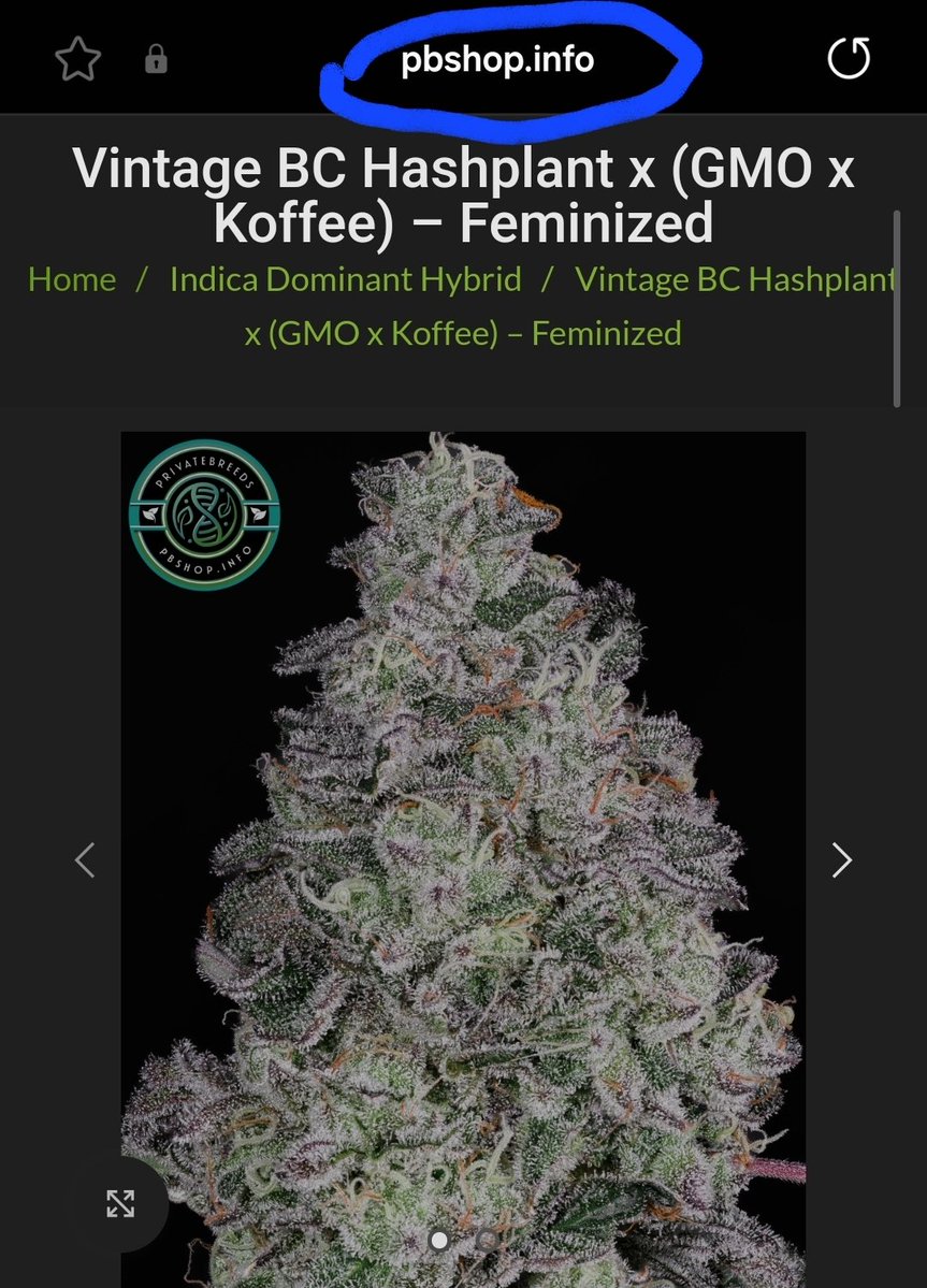 Privatebreeds's tweet image. Vintage BC Hashplant x (GMO x Koffee) heavy washers outside in Ontario Canada. Not a lot of these left. These are being perfect for outside crops with the purpose of finishing early and washing.
Feel free to repost if you enjoy my work 🚀.