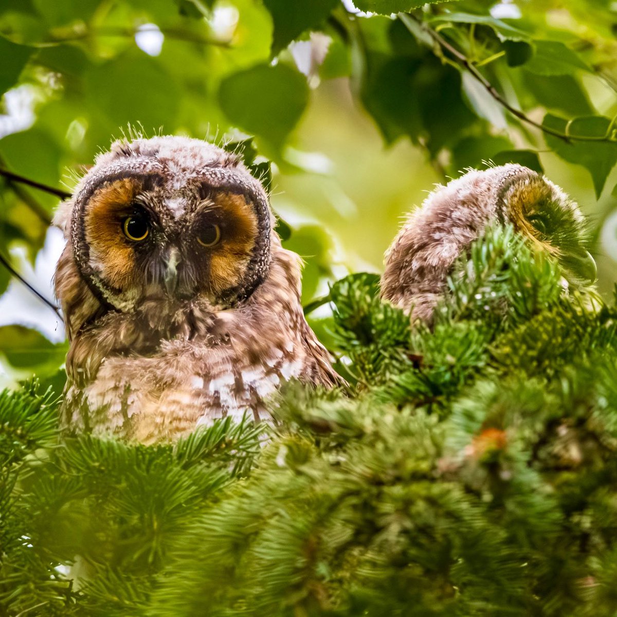 YEGHugo's tweet image. Long Eared Owls are not rare, but they are very allusive. They don鈥檛 really hang around like other owls do. I鈥檝e never seen baby ones before. It was an awesome experience 鉂わ笍馃榿馃檶 #owl #owlet #longearedowl #nature #birds #forest #canada #alberta #edmonton #photography