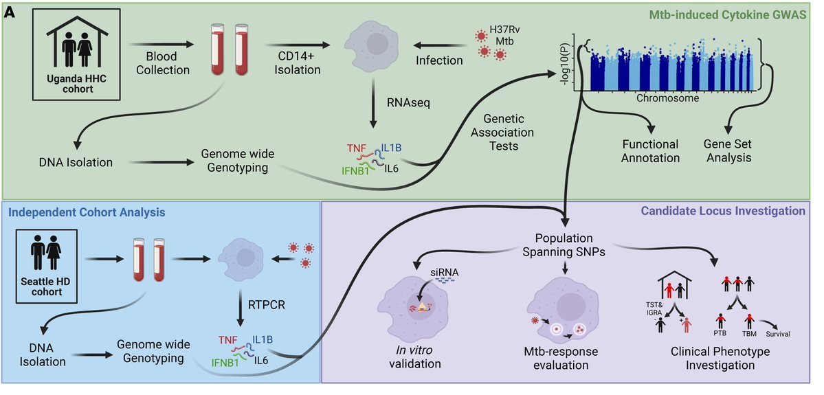 the_asci's tweet image. Susceptibility to Mycobacterium tuberculosis is influenced by genetic factors.
ASCI member Thomas R. Hawn and team @UWMedicine perform a genome-wide association study in myeloid cells and identify multiple variants and pathways associated with clinical tuberculosis…