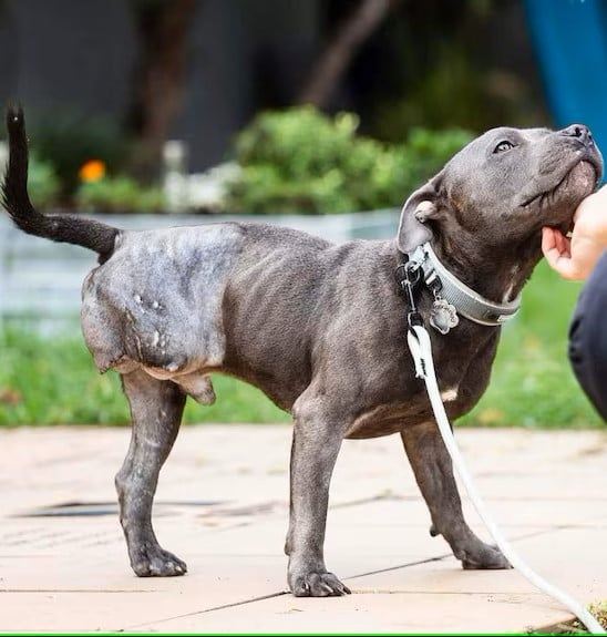 Beyond_theleash's tweet image. My leg may be hurt, but I hope that doesn’t make you see me any differently. All I wish for is to feel loved and accepted.🙏