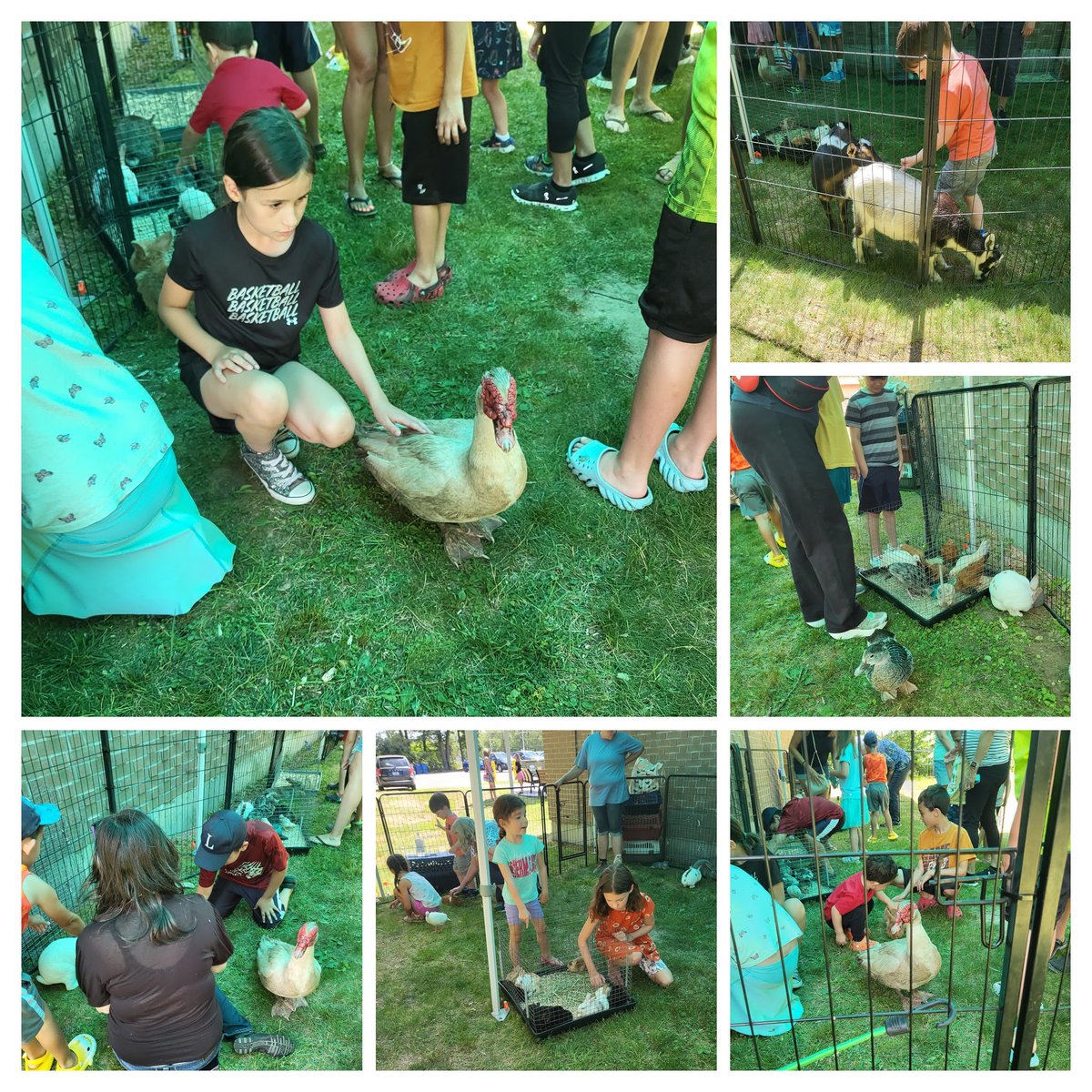 LinPubLibRI's tweet image. Friday was a perfect day for Xen's Critters Farm #Animal Petting Zoo to visit us outside at the library! Special thanks to the Friends of the Lincoln Public Library for making this event possible.