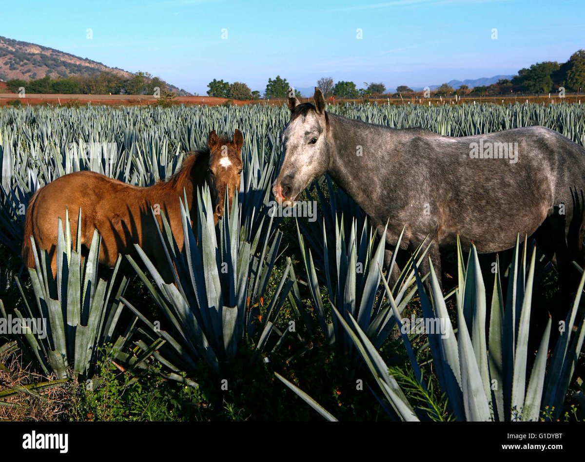 MyLatinLife's tweet image. everything you want is in Jalisco