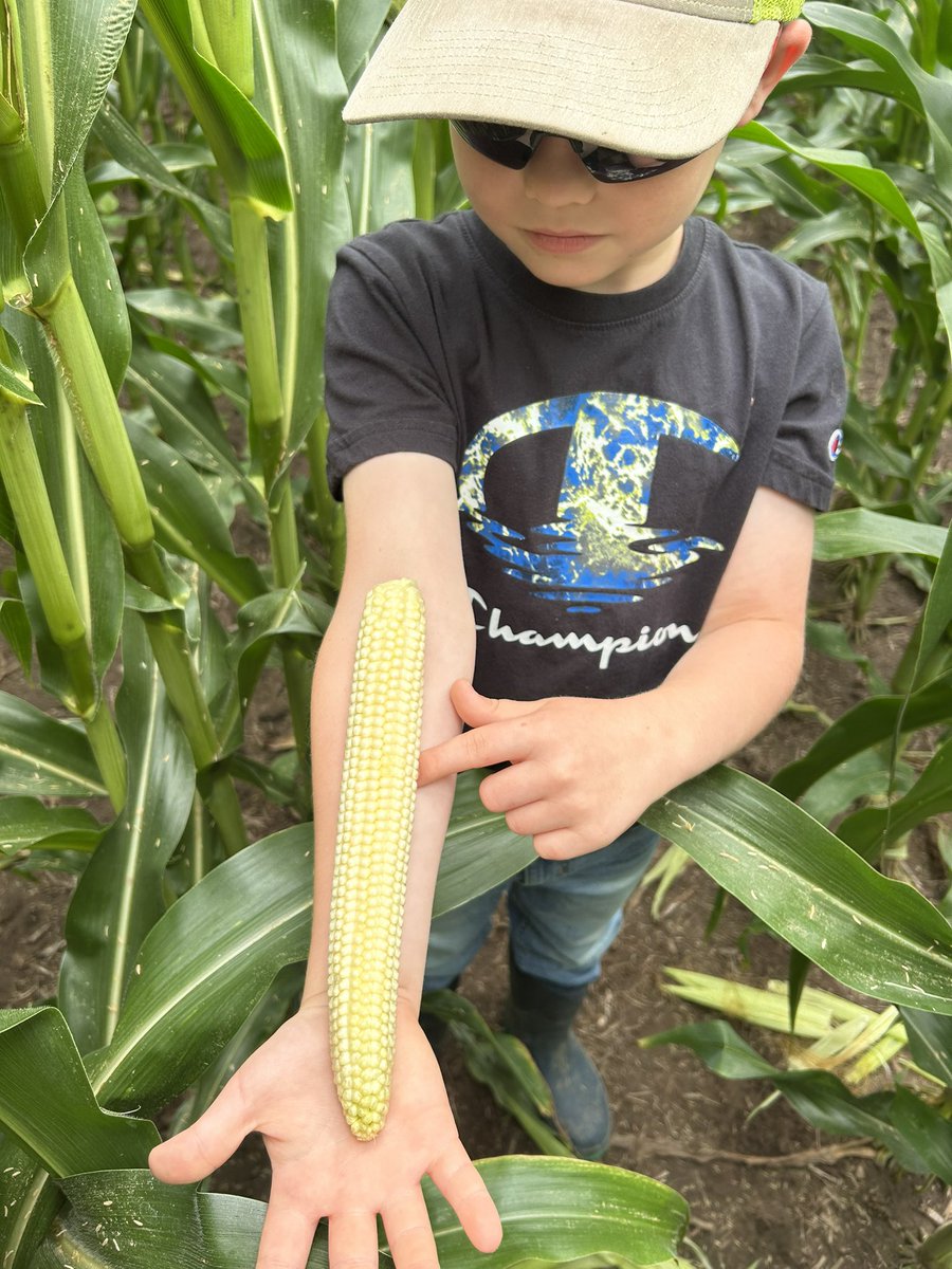 First time customer said he wanted stress tolerance and ear flex. I think we delivered so far. 75P85 DG. <a href="/ProHarvestSeeds/">ProHarvest Seeds Inc</a>