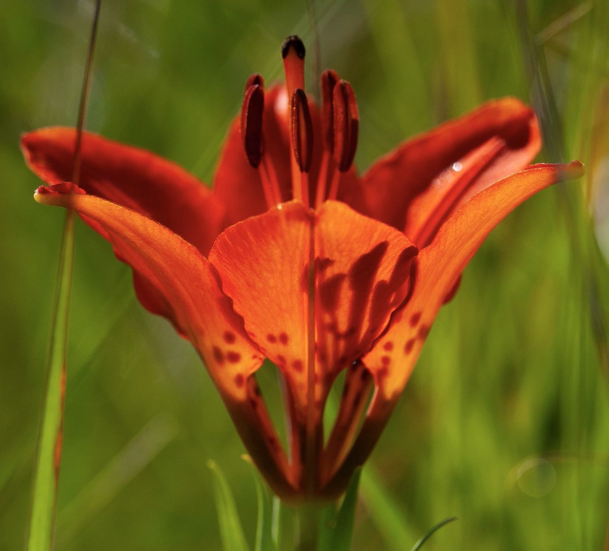Your afternoon Prairie Wildflower! The morning sunlight shining through a Wood Lily casting a shadow on its petals. #wildflowers #flowers #northdakota #prairie