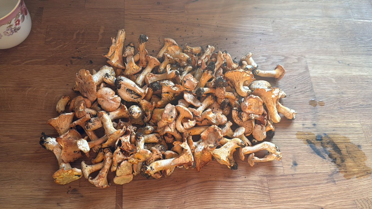 ChangFrick's tweet image. Dagens fångst. Men satan vad torrt det är ute i backen, många svampar var ju torkade och klara när man plockade dom.
Nåväl, bara å rensa nu. Tyvärr ingen kall öl hemma, kanske finns hos grannen.