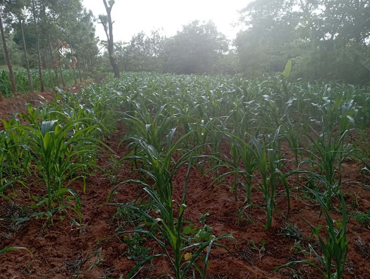 Enochirchir's tweet image. BTC mates
Am Running a project to end poverty in my community (kenya) by maize plantation. Water is the problem we need BOREHOLE. Donate  kindly some coins.
Btc Address 
 : 0x11d3eb18dc3758707b5abcf1acb4f4fdf45d6db1
Or
Binance id: 36481903

$Btc
$Crypto
#Bnbchain
#BEP 
#currency