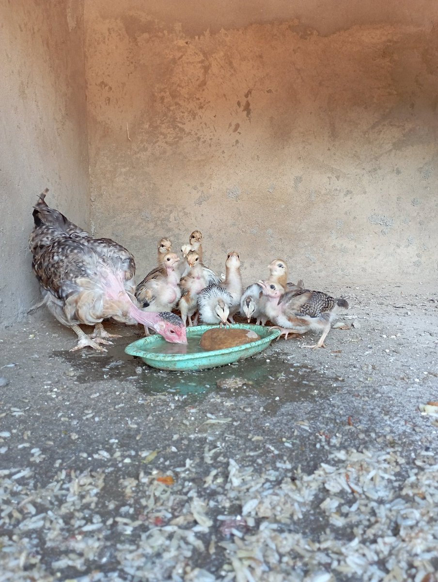 Enochirchir's tweet image. BTC mates
Am Running a project to end poverty in my community (kenya) by maize plantation. Water is the problem we need BOREHOLE. Donate  kindly some coins.
Btc Address 
 : 0x11d3eb18dc3758707b5abcf1acb4f4fdf45d6db1
Or
Binance id: 36481903

$Btc
$Crypto
#Bnbchain
#BEP 
#currency