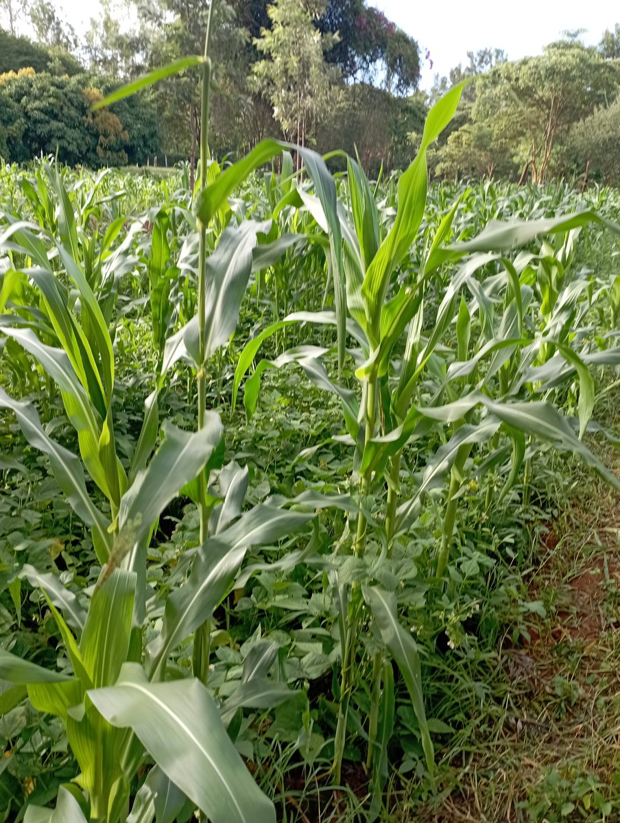 Enochirchir's tweet image. BTC mates
Am Running a project to end poverty in my community (kenya) by maize plantation. Water is the problem we need BOREHOLE. Donate  kindly some coins.
Btc Address 
 : 0x11d3eb18dc3758707b5abcf1acb4f4fdf45d6db1
Or
Binance id: 36481903

$Btc
$Crypto
#Bnbchain
#BEP 
#currency