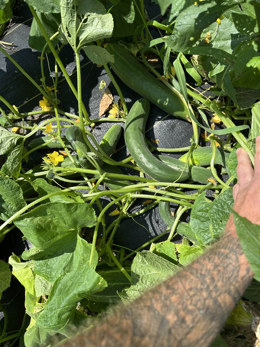 jayson_casper's tweet image. Do y'all know what Trump and a cucumber have in common? They have the same birthday!