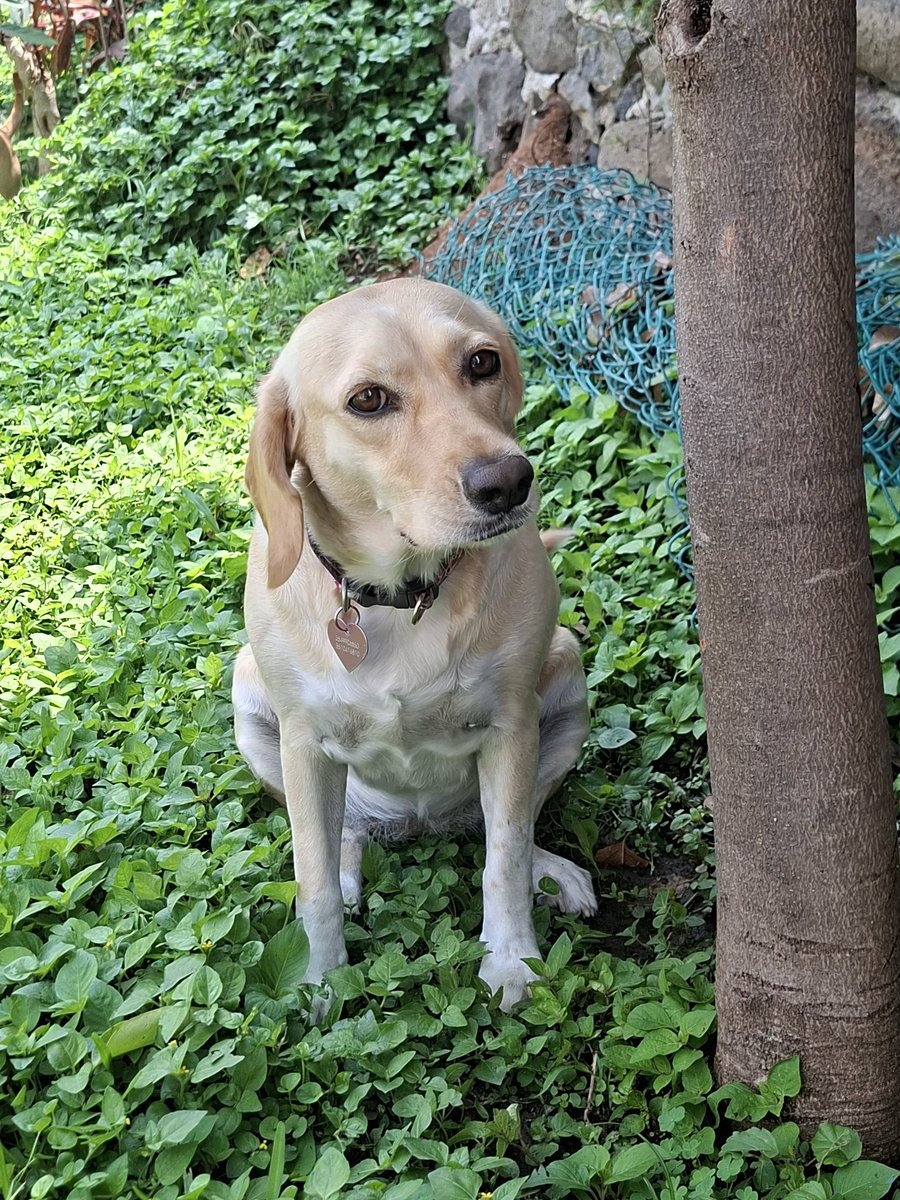 siluny84's tweet photo. @marthadebayle #diadelperromd Mis peques adoptadas. #NINA #molly #chikita https://t.co/t8jIv2UmdU