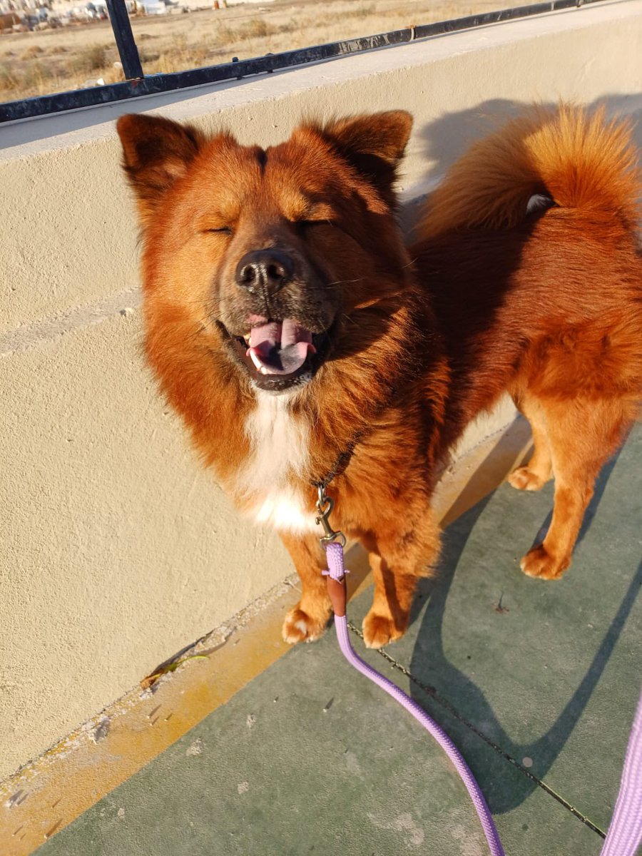 vidaenyoga's tweet photo. @marthadebayle Los amores de mi vida y dueños de mi corazón y quincenas 🩷🥰🐶🐶 Layla y Hachi https://t.co/R9I7avjKwv