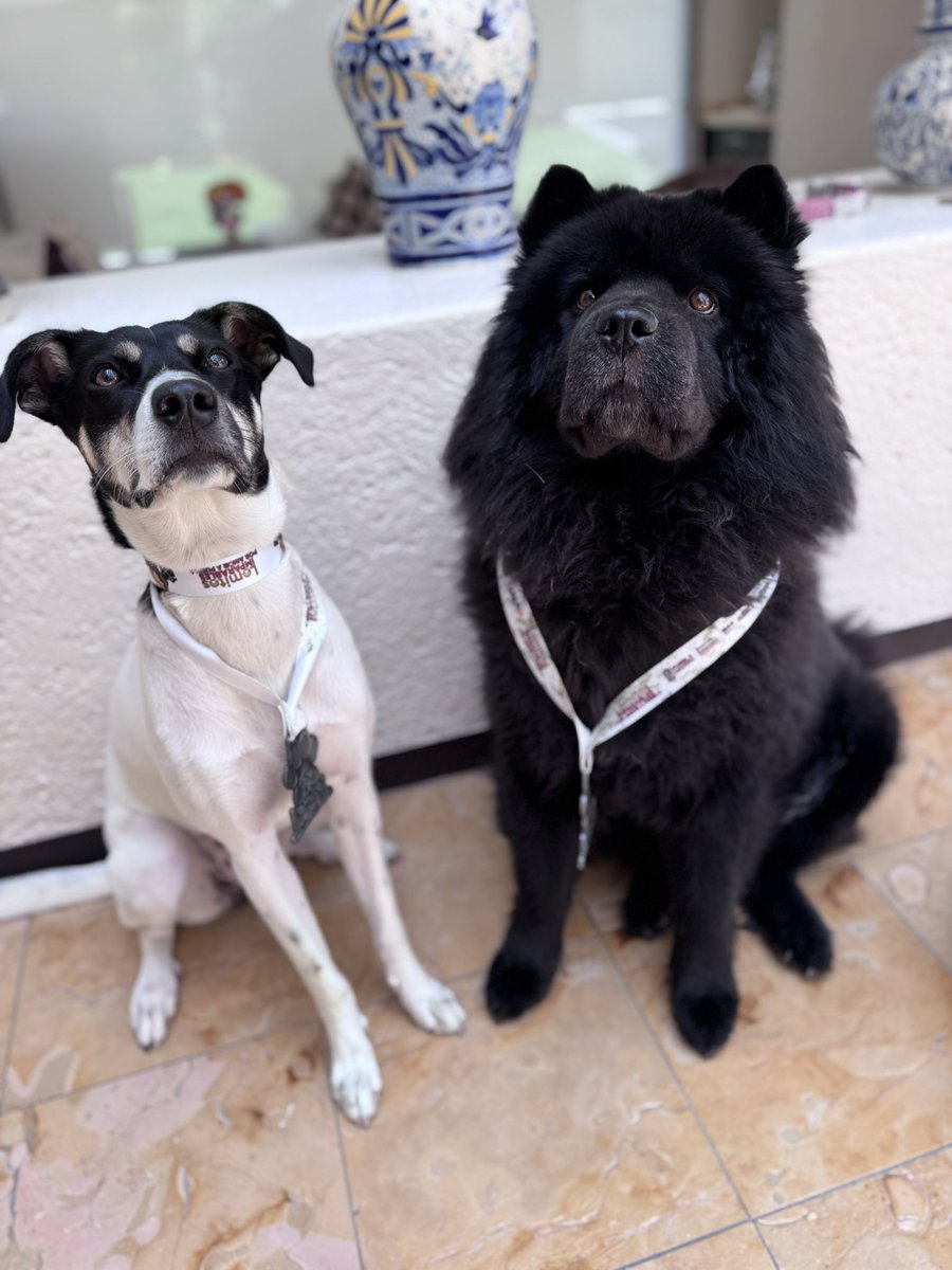 #MedalMonday 🥇

<a href="/angelaaf7/">Ángela Aguilar</a>