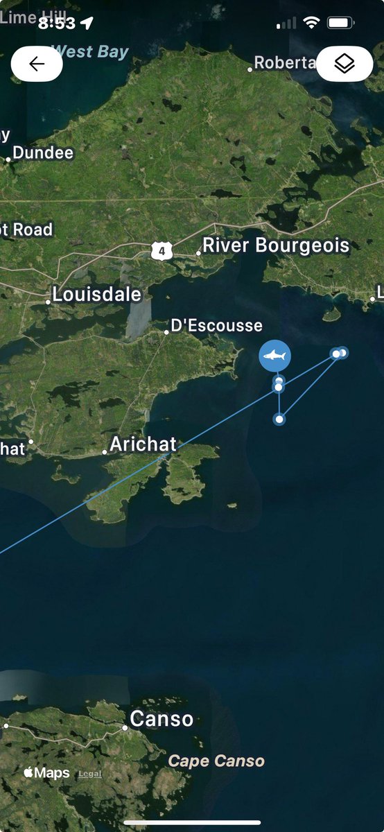 Ping Alert: Jason Tagged and Tracked Near Georges Bay, Nova Scotia
Newly tagged white shark, Jason, just pinged close to the shoreline inside Georges Bay, Nova Scotia. Follow Jason’s movements with real-time shark tracking data and get updates on the OCEARCH Global Shark Tracker