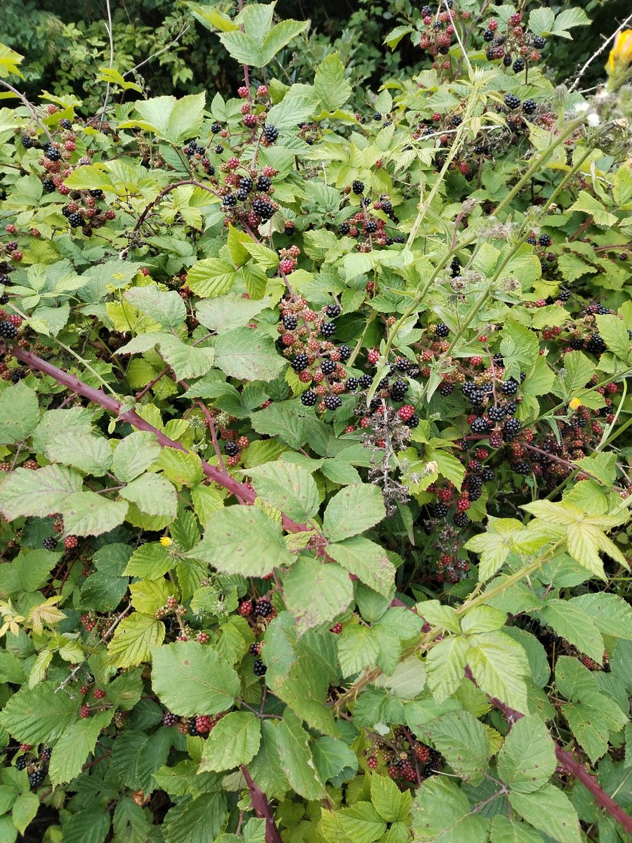 caroG0112's tweet image. Bientôt l'agent en réserve pourra se trouver une occupation confiture.