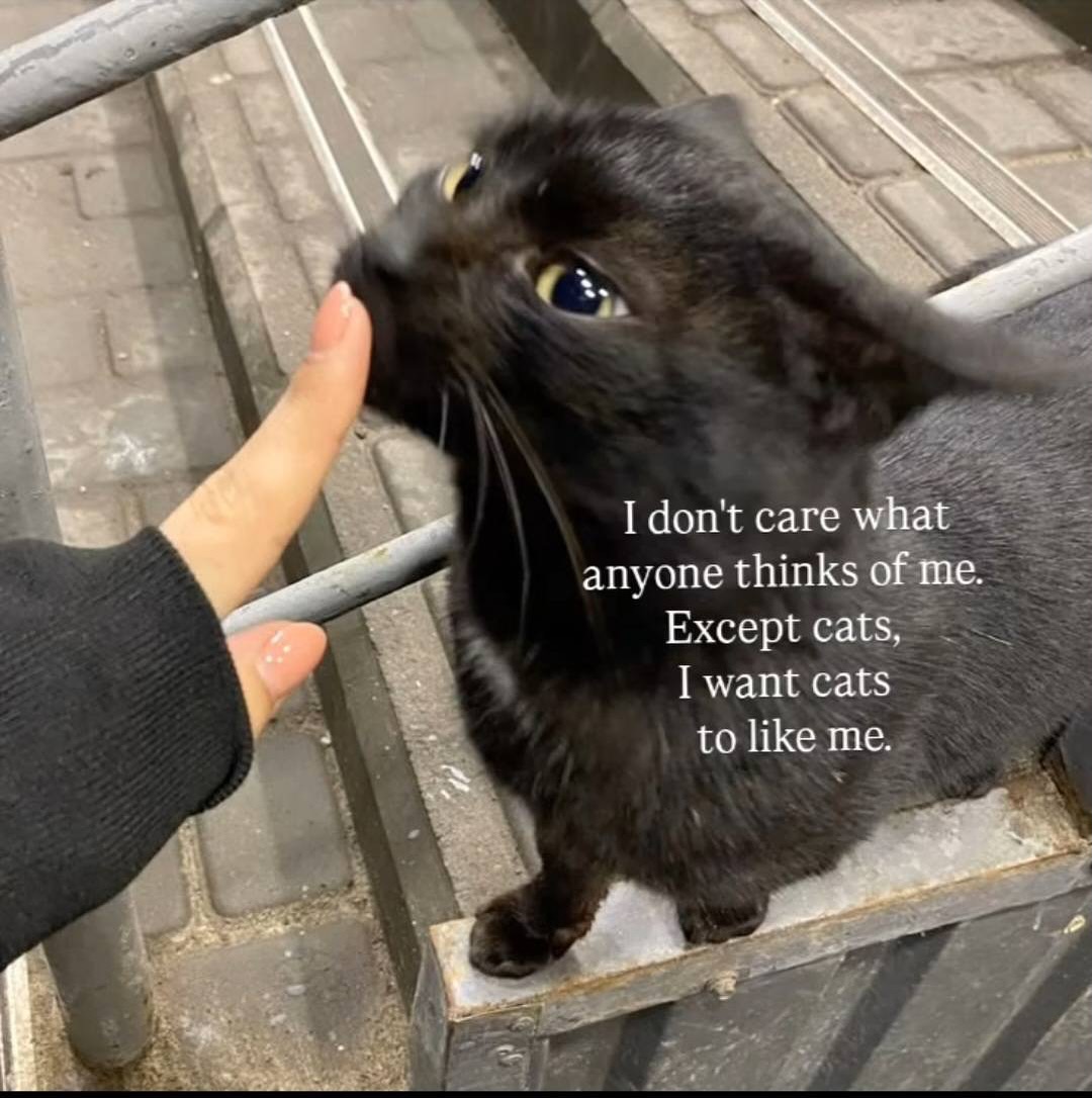 Catsillyness's tweet photo. ㅤ https://t.co/CiZuvPTp4S