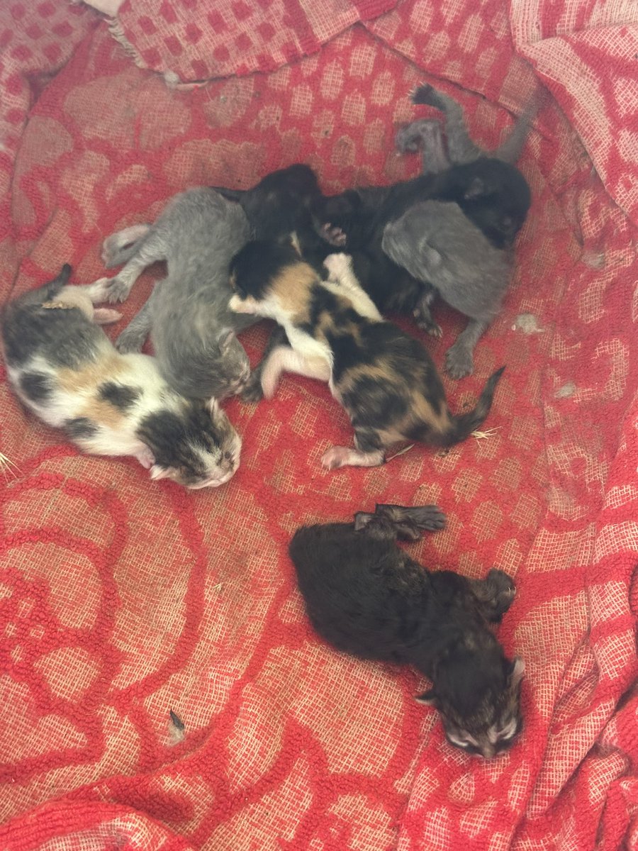 AnnaFil_Ukraine's tweet image. Have you ever received official papers (act of transfer and acceptance), for a litter of new born kittens? My medics have 🥹🥹🥹
They took over a village house from another unit which was moving. That unit took care of a cat, who gave birth just a day before they had to take off.…