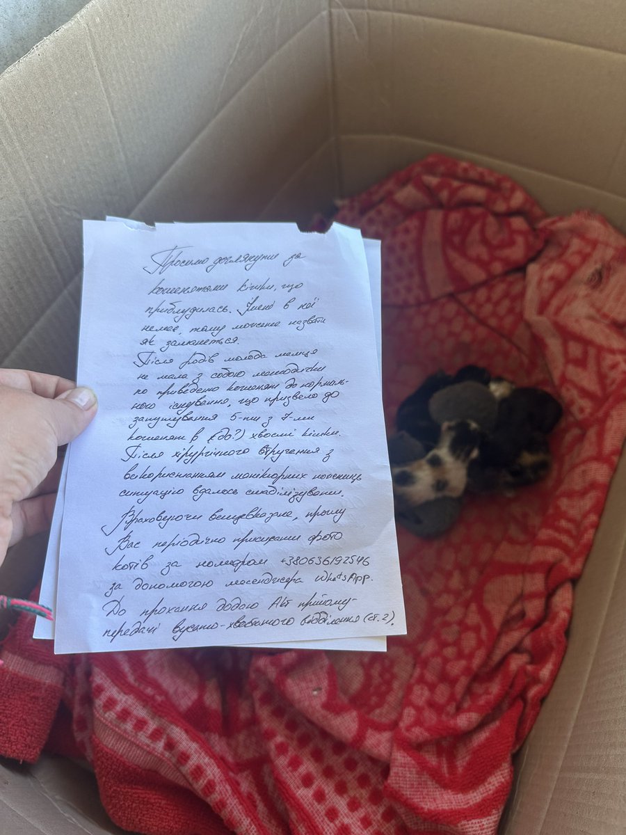 AnnaFil_Ukraine's tweet image. Have you ever received official papers (act of transfer and acceptance), for a litter of new born kittens? My medics have 🥹🥹🥹
They took over a village house from another unit which was moving. That unit took care of a cat, who gave birth just a day before they had to take off.…