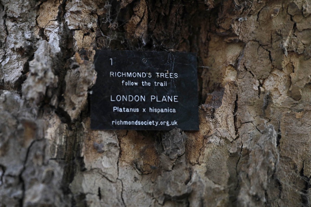 richmondsociety's tweet image. Our latest heritage walk featured the trees of Richmond with expert guides.
If you’d like to be part of future events like this, click here for information about membership: richmondsociety.org.uk/join/
Photos by Ian McKenzie.