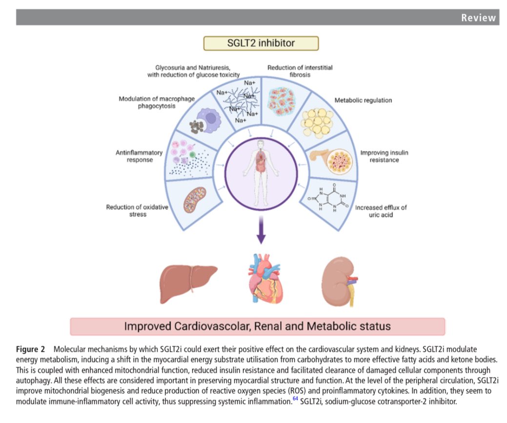 🔴 Managing GLP-1 receptor agonists &amp; SGLT-2 inhibitors in clinical practice <a href="/Heart_BMJ/">Heart_BMJ</a> #cardioEd #Cardiology