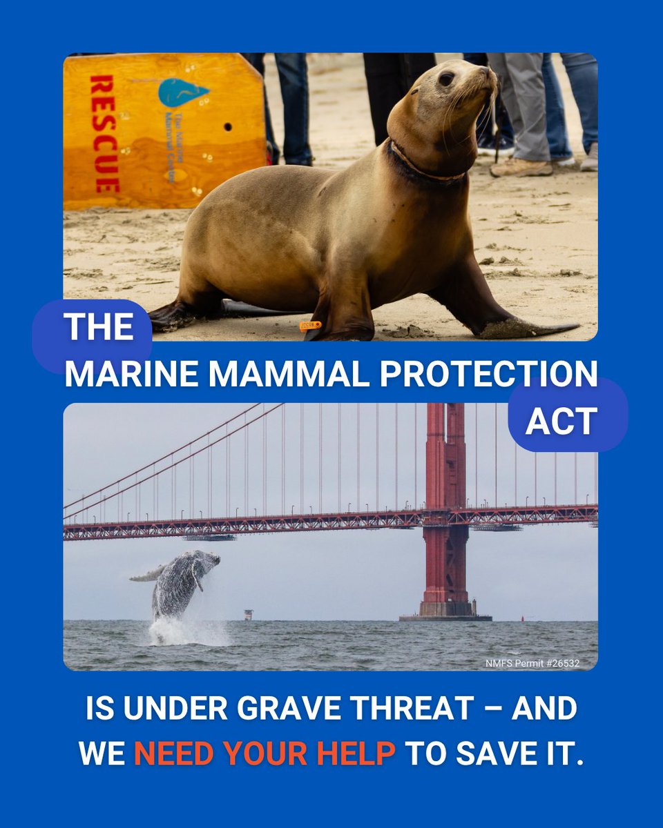TMMC's tweet image. The #MarineMammalProtectionAct is under grave threat β and we need your help to save it. Please, call your U.S. Representative and tell them not to weaken the #MMPA. Find contact information and a short script you can share or adapt at MarineMammalCenter.org/SaveTheMMPA.