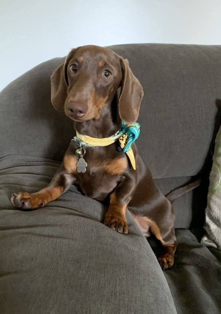 Dachshund (@daschundlovers2) on Twitter photo 