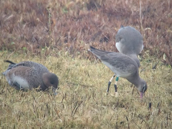 GrahamFAppleton's tweet image. Well done @CLamsdell
This Black-tailed Godwit is the oldest of the UK ringing scheme (29 years between ringing and report by Chris on 18 July).
Blog about @_BTO longevity records for #waders (to 2023): wadertales.wordpress.com/2018/01/16/wad…
📷Richard Bradbury (many years ago)