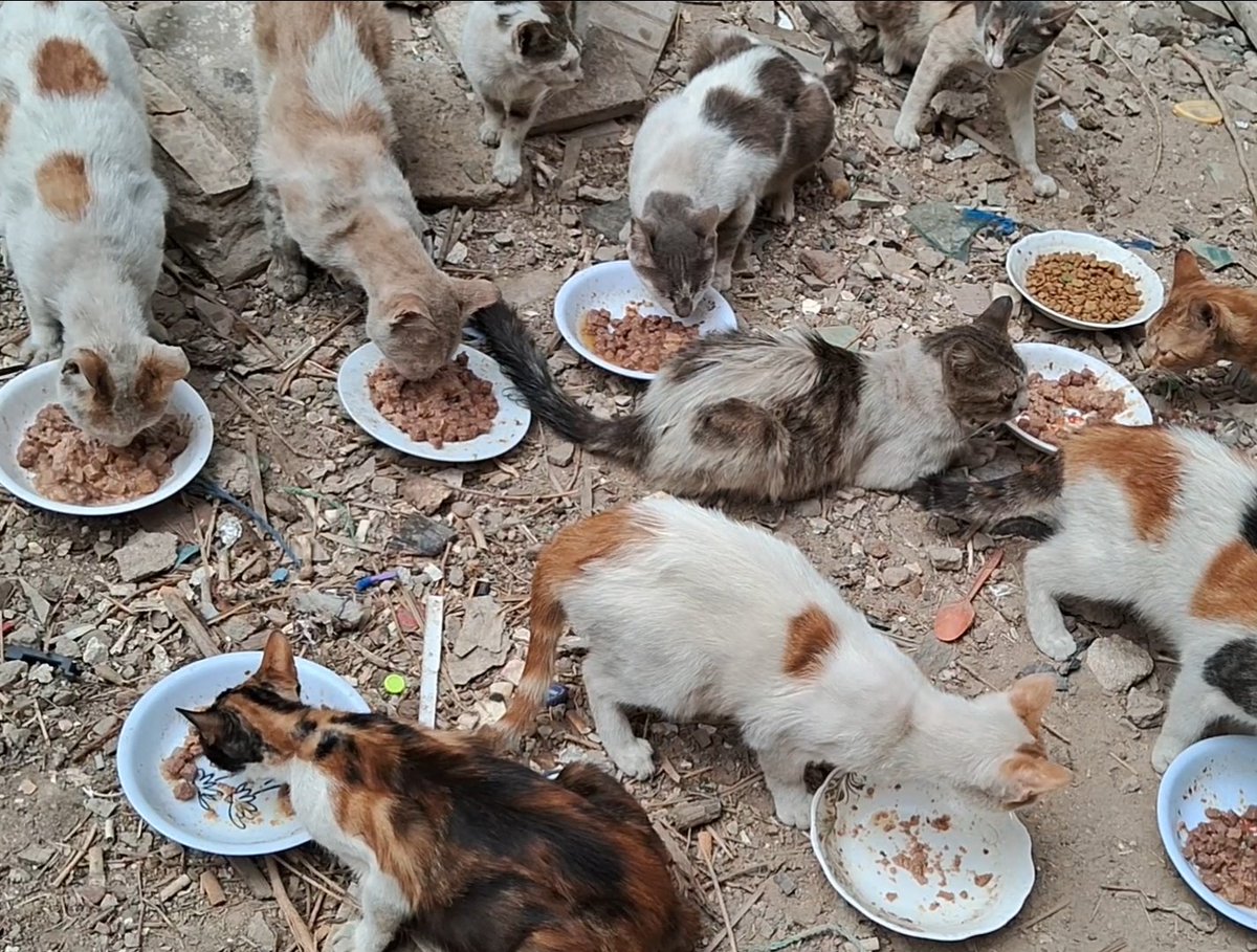 If you don’t want to help me just because I’m a bIack cat, please know that I have many white, ginger, and colorful siblings who are also starving and in desperate need of heIp. We are being starv.ed, terr0r¡zed, and threatened here in Gazza, there is no organization or entity