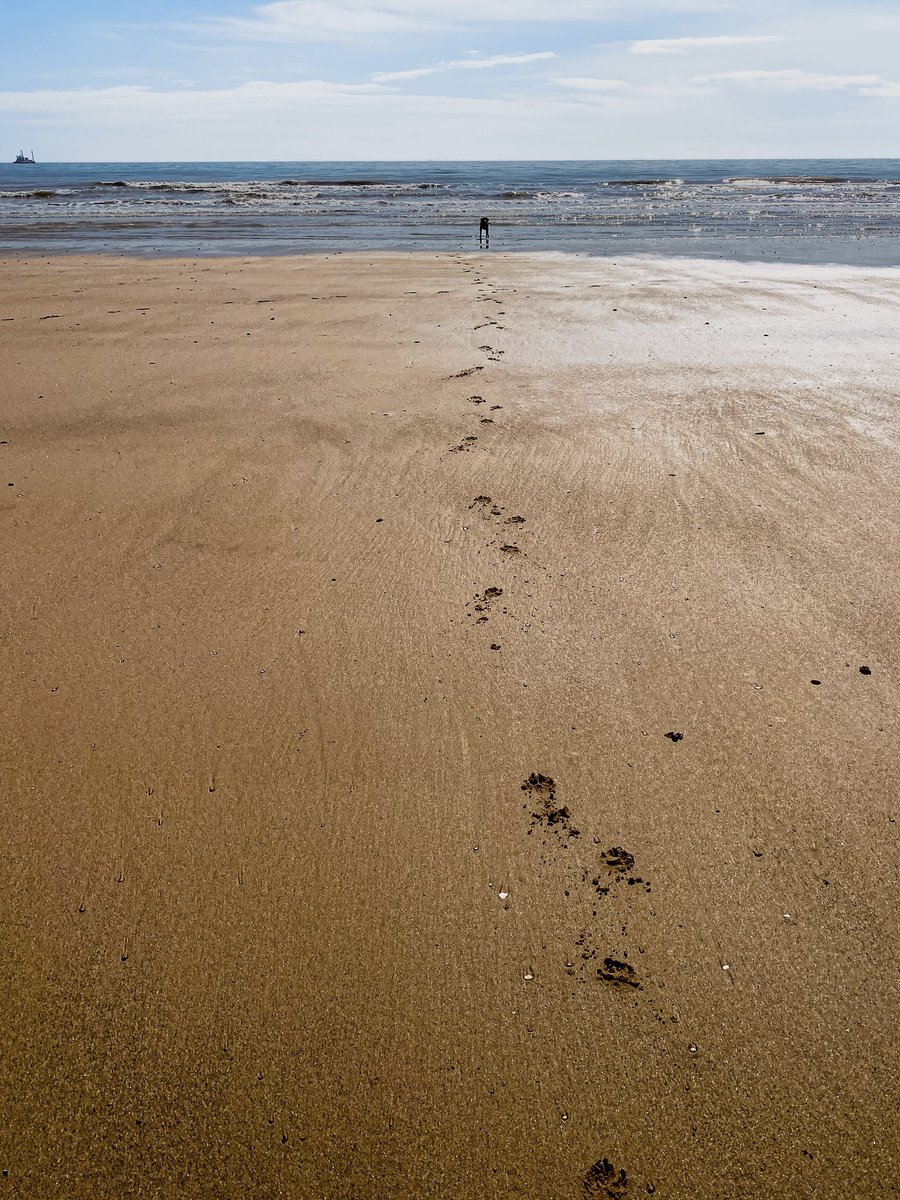 FoxRedLester's tweet photo. 🐾 Come on, Dad! Paw prints in the sand and eyes on the prize - ready for some ball-chasing, splish-splash fun in the sea at Fraisthorpe Beach near Bridlington. Dog-friendly and full of tail-wagging joy. Paradise on four legs! 🌊🐶 #BeachDay #DogLife  x https://t.co/u6Cw9GOuGp