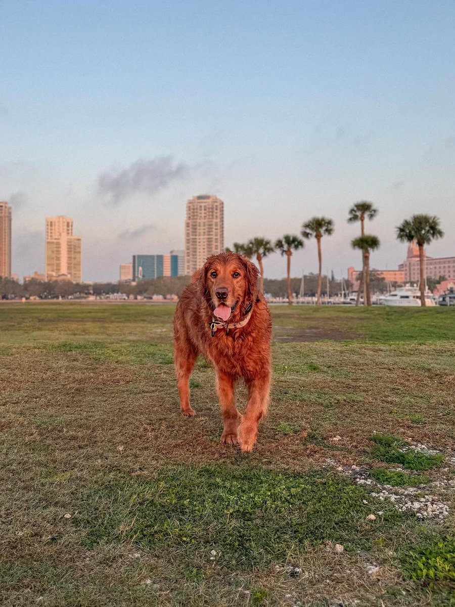 StPetePier's tweet image. 🐾 Pups on the Pier lineup is here! 🐶 Thanks for sharing your fur babies’ best Pier moments. Keep tagging us to get featured! #PupsOnThePier #StPetePier