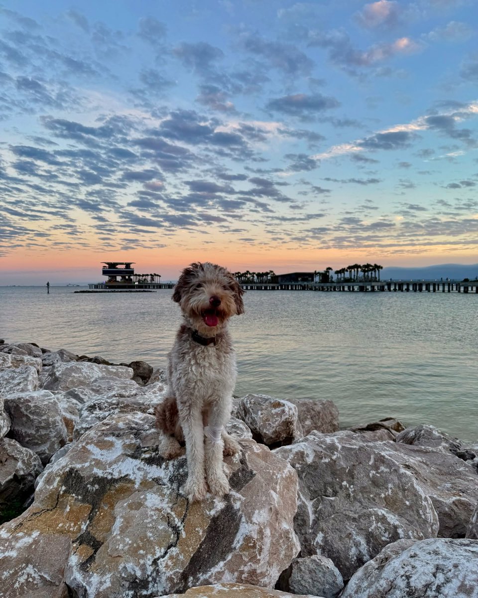 StPetePier's tweet image. 🐾 Pups on the Pier lineup is here! 🐶 Thanks for sharing your fur babies’ best Pier moments. Keep tagging us to get featured! #PupsOnThePier #StPetePier