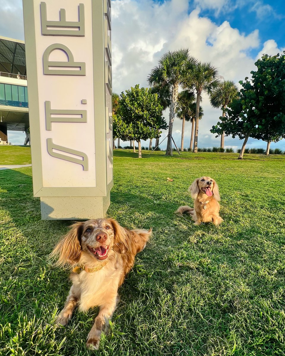 StPetePier's tweet image. 🐾 Pups on the Pier lineup is here! 🐶 Thanks for sharing your fur babies’ best Pier moments. Keep tagging us to get featured! #PupsOnThePier #StPetePier