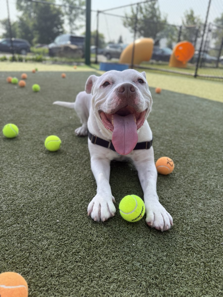 YourSPCA's tweet image. Ready to play virtual fetch and help animals in need?
The SPCAs Second Annual Tennis Ball Toss is back, presented by @Northtownauto!
Buy virtual tennis balls for a chance to win weekly cash prizes starting at $100.
Get your tennis balls now at YourSPCA.org/tbt25!