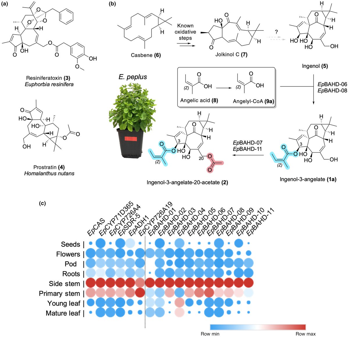NewPhyt's tweet image. Identification of BAHD-acyltransferase enzymes involved in ingenane diterpenoid biosynthesis
Sshotte et al.
📖 nph.onlinelibrary.wiley.com/doi/10.1111/np…
