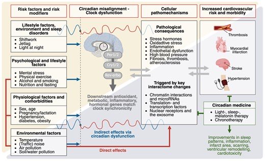 🕒 Your heart has a clock, too.

⚠️Circadian rhythms in cardiovascular disease 💤 

🕰️ Chronotherapy could be the secret weapon in personalized care.

🧠🫀 #CircadianRhythms #Cardiology #MedTwitter #StateOfTheArt #Review