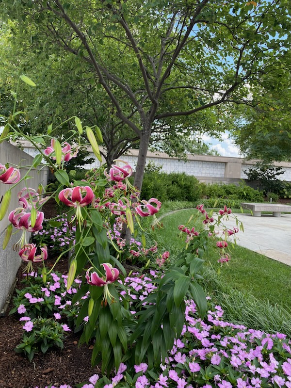 ArlingtonNatl's tweet image. July horticulture snapshots from the Columbarium Courts at Arlington National Cemetery. 🌷