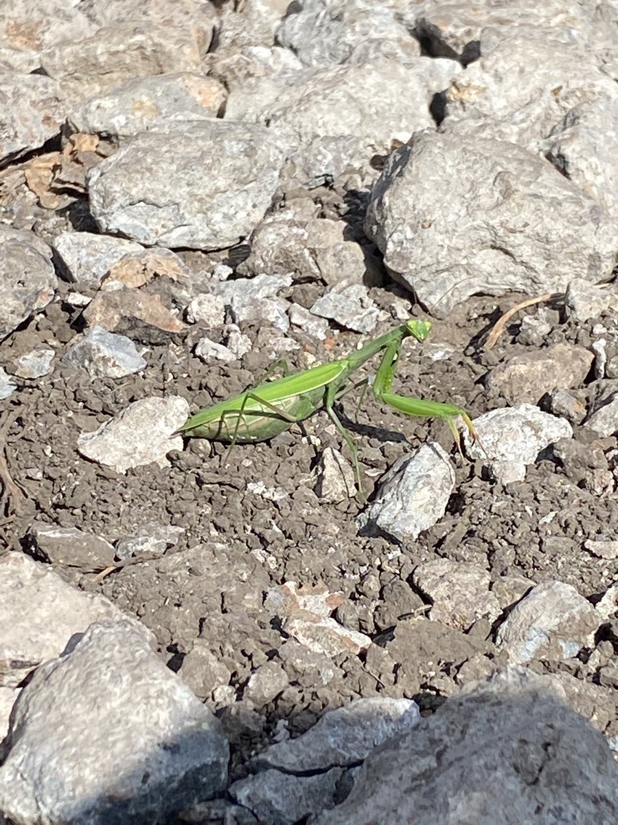 cmslr3's tweet image. Found him yesterday 
I love him so much he is so pretty