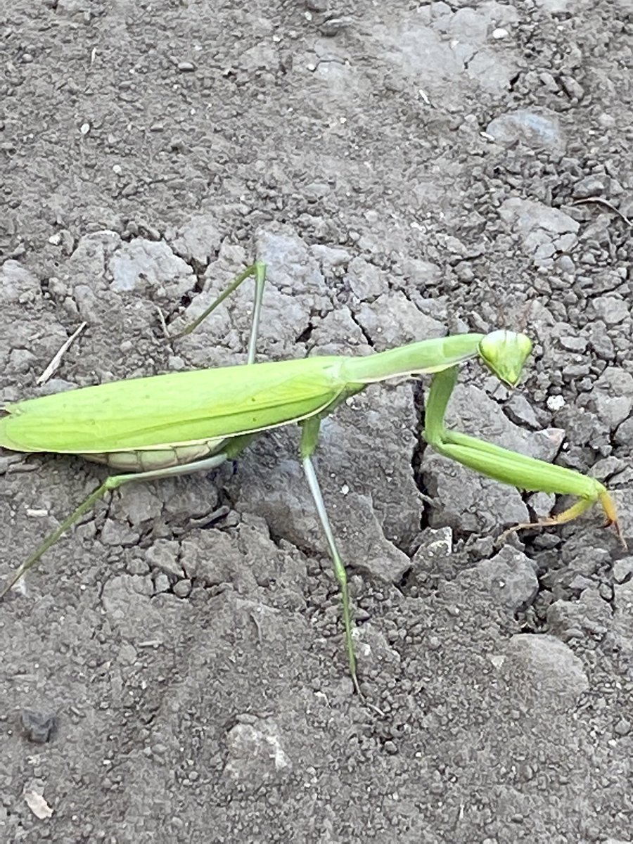 cmslr3's tweet image. Found him yesterday 
I love him so much he is so pretty