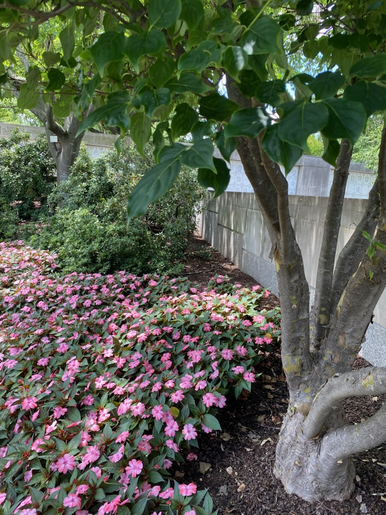 ArlingtonNatl's tweet image. July horticulture snapshots from the Columbarium Courts at Arlington National Cemetery. 🌷