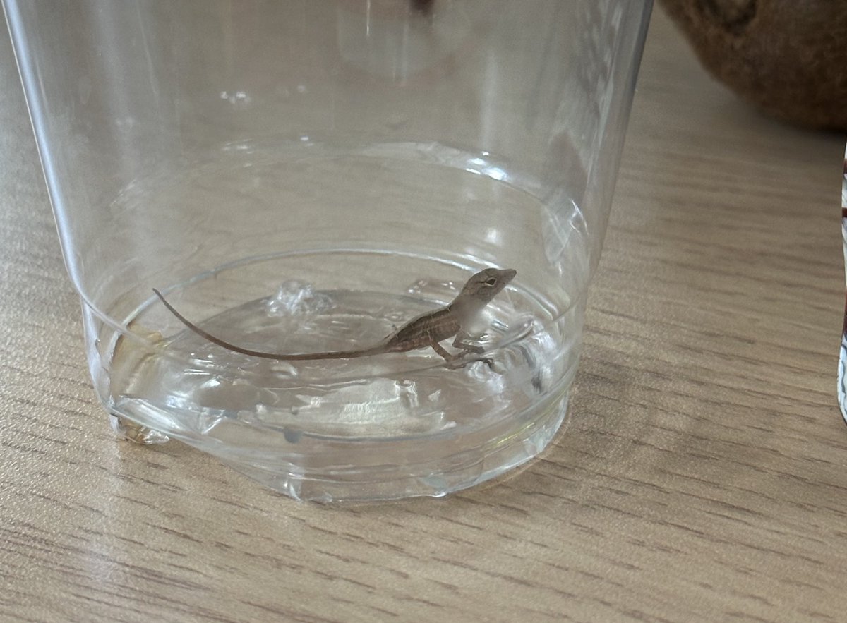 weberwongwong's tweet image. a baby gecko spawned in the FLORA office today
should we keep him?
